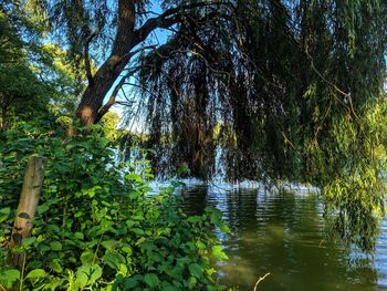 Scenic view of lake in forest