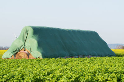 Scenic view of agricultural field against clear sky