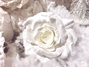 Close-up of white rose