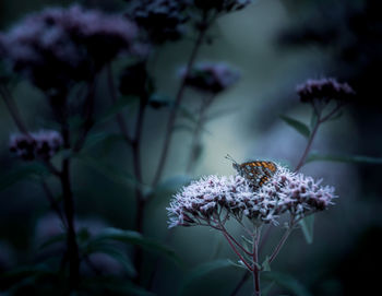 Close-up of butterfly pollinating on flower