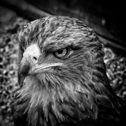 Closeup of an eagles head on black and white