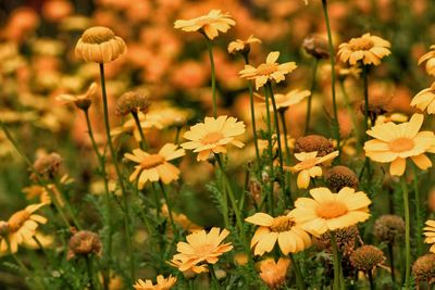 Close-up of flowers blooming on field