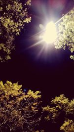 Low angle view of sunlight streaming through tree