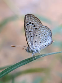 Close-up of butterfly zizula hylax butterfly on leaf garden butterfly in indian village 