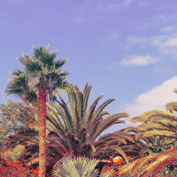 Tropical creative colours art. canary island palm