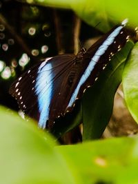 Close-up of butterfly on leaf