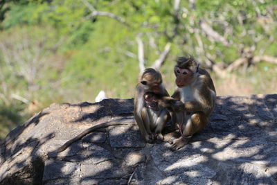 Monkeys sitting on tree