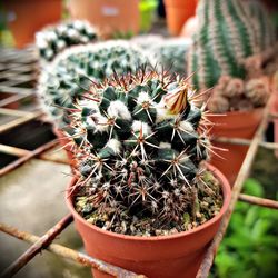 Close-up of cactus plant in pot