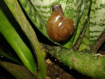 Close-up of snail on leaf