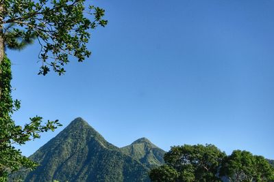 Low angle view of trees against clear blue sky