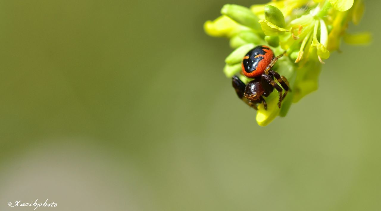 animal themes, one animal, close-up, wildlife, animals in the wild, selective focus, insect, nature, focus on foreground, water, green color, leaf, ladybug, beauty in nature, plant, no people, day, outdoors, drop, red