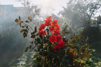 Close-up of red flowering plant against tree