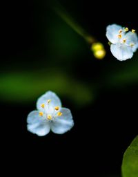 Close-up of white cherry blossom