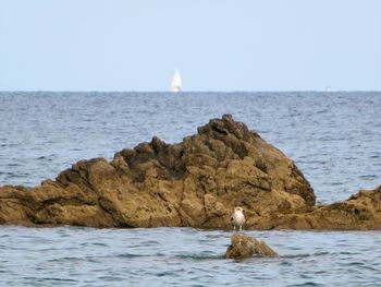 View of seagull on rock