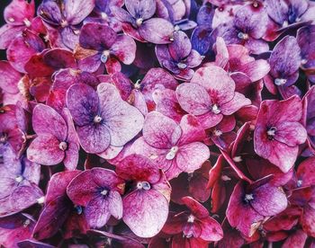 Full frame shot of pink flowers