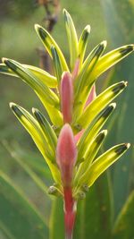 Close-up of flower buds