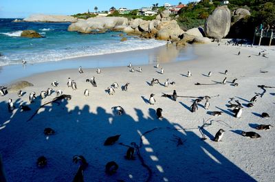 High angle view of birds on beach