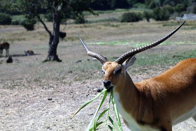 Close-up of deer on land