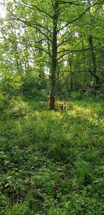 Scenic view of forest