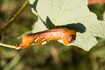 Close-up of orange leaves