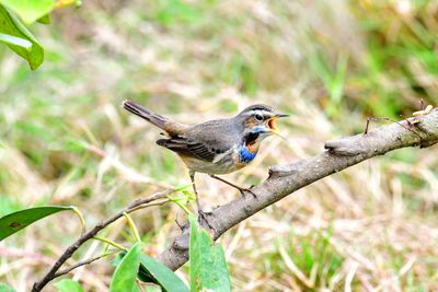 Bird perching on branch