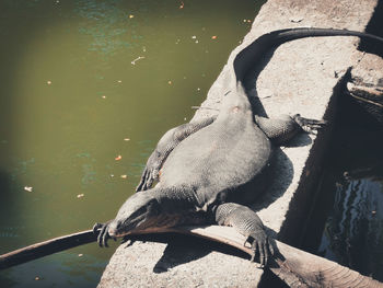 High angle view of bird on rock by lake