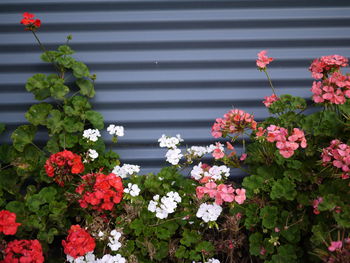 Close-up of pink flowers blooming outdoors