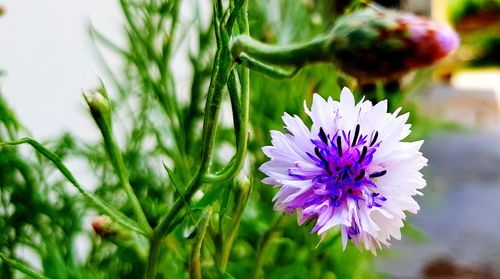 Close-up of purple flowering plant