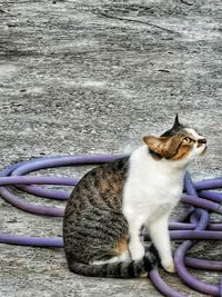 High angle view of a cat looking away