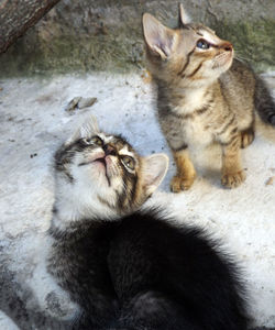 Close-up of cats sitting