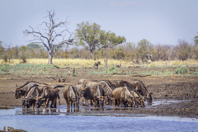 Wildebeests standing in lake against sky