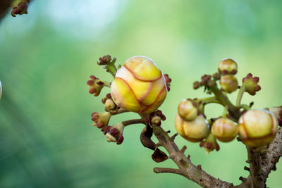 Close-up of fruit growing on tree