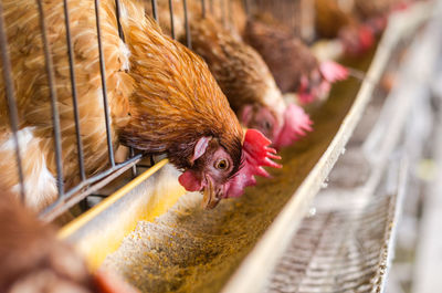 Close-up of chickens eating food in coop