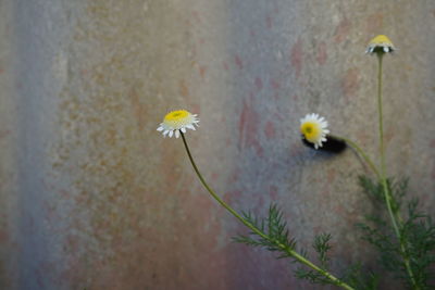 Close-up of yellow flower