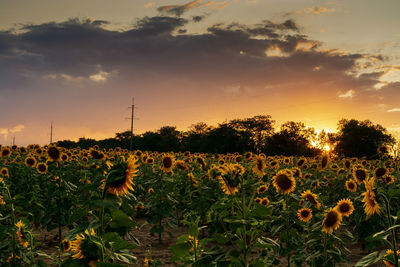 Scenic view of sunflower field against sky during sunset