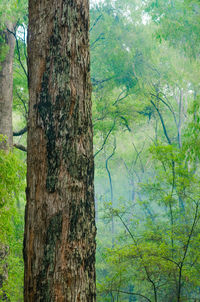 Pine tree in forest