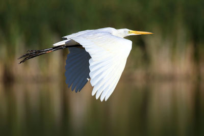 Egret fly by