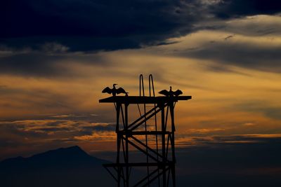 Silhouette of cormorants against orange sky