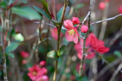 Close-up of pink flowers