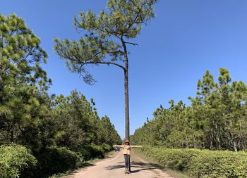 Road amidst trees against clear blue sky