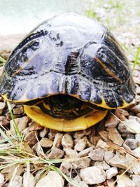 Close-up of turtle