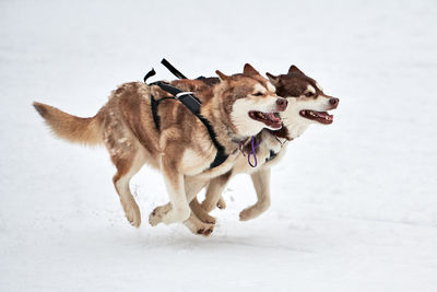 Running husky dogs on sled dog racing. winter dog sport sled team competition. husky dogs in harness