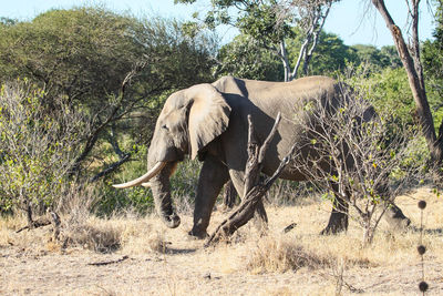 African elephant walking