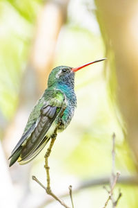 Close-up of bird perching on branch