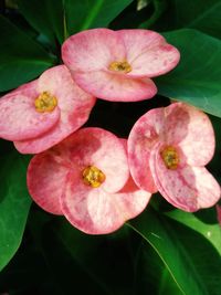 Close-up of pink flowers blooming outdoors