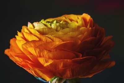 Close-up of orange flower against black background