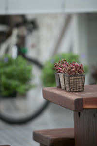 Close-up of potted plant on table