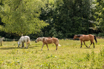 Horses grazing in a field