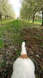 View of dog in park