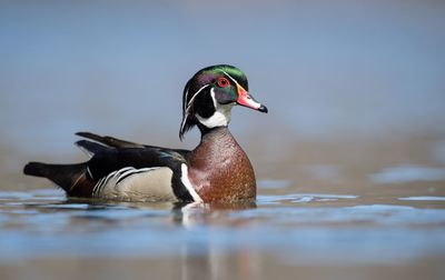 Close-up of duck swimming on lake